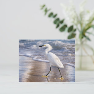 Reiger op kustlijn Foto afdruk Briefkaart