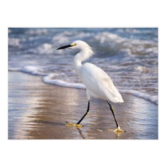 Reiger op kustlijn Foto-afdruk Foto Afdruk (Voorkant)