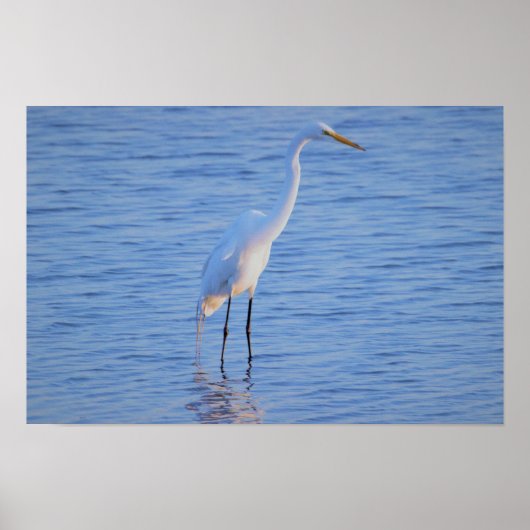 Reiger Vogel Foto Poster (Voorkant)