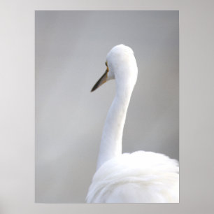 Reiger Vogel Poster