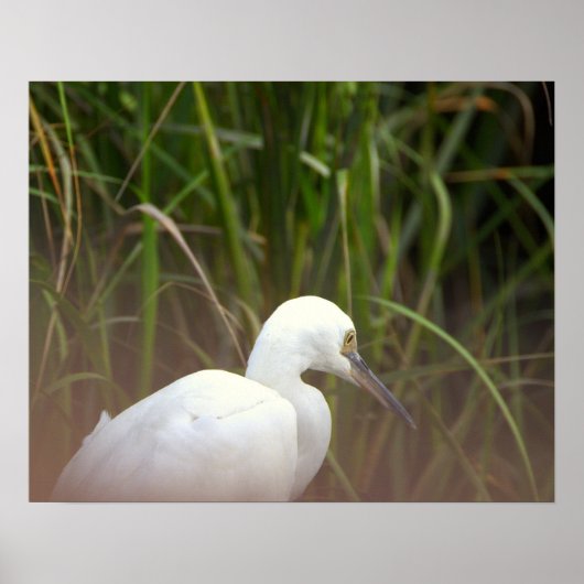 Reiger Vogel Poster (Voorkant)