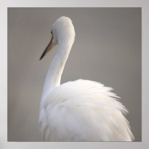 Reiger Vogel Poster