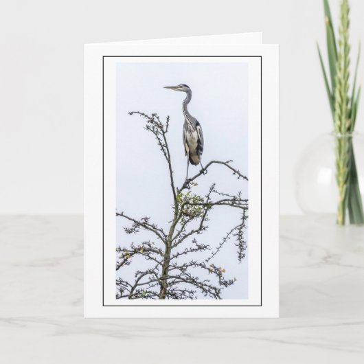 Reiger wenskaart kaart (Voorkant)