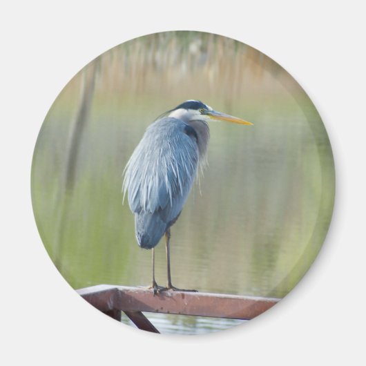 reigermagneet magneet (Voorkant)