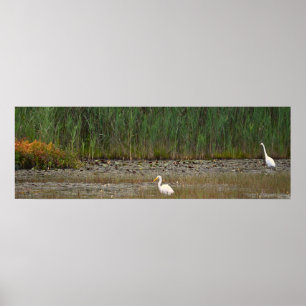 Reigers in het Marsh Poster