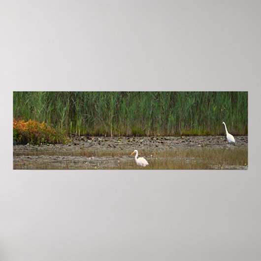 Reigers in het Marsh Poster (Voorkant)
