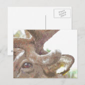 REINDEER BRIEFKAART (Voorkant / Achterkant)