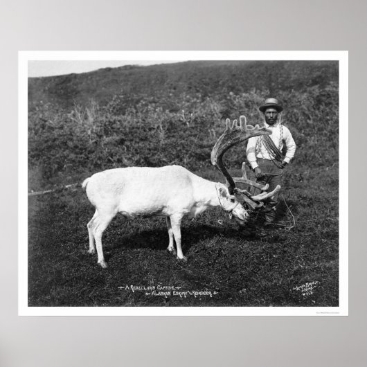 Reindeer & Eskimo Alaska 1920 Poster (Voorkant)