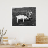 Reindeer & Eskimo Alaska 1920 Poster (Keuken)