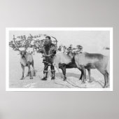 Reindeer Herd Alaska 1909 Poster (Voorkant)