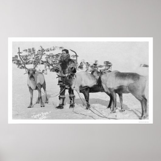 Reindeer Herd Alaska 1909 Poster (Voorkant)