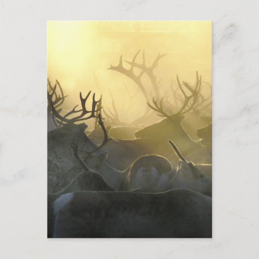 Reindeer Herd Briefkaart (Voorkant)