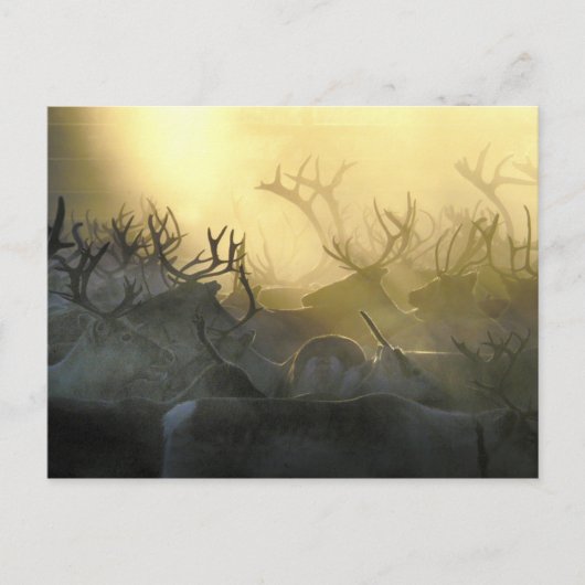Reindeer Herd Briefkaart (Voorkant)