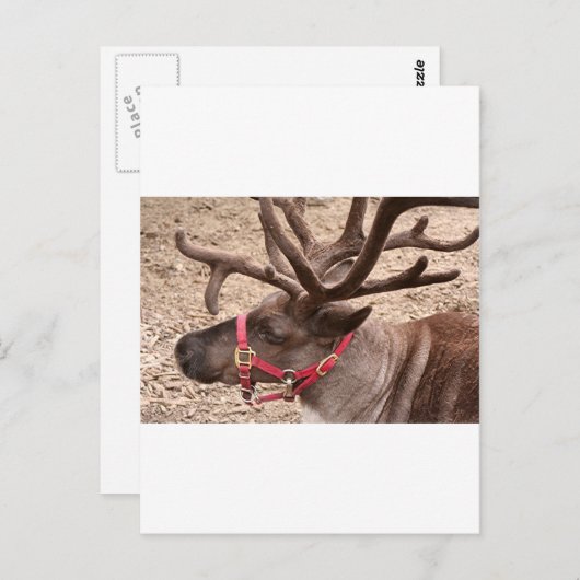 Reindeer nabij Anchorage, Alaska, Verenigde Staten Briefkaart (Voorkant / Achterkant)