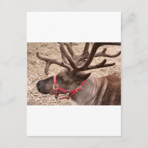 Reindeer nabij Anchorage, Alaska, Verenigde Staten Briefkaart