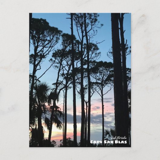 Reis | Florida - Cape San Blas Pines Sunset Briefkaart (Voorkant)