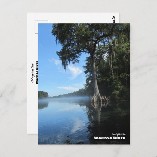 Reis | Florida - Oude Cypress-boom, de rivier de W Briefkaart (Voorkant / Achterkant)