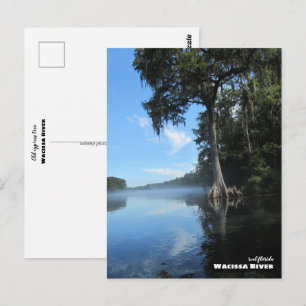 Reis   Florida - Oude Cypress-boom, de rivier de W Briefkaart