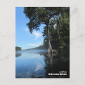 Reis | Florida - Oude Cypress-boom, de rivier de W Briefkaart (Voorkant)