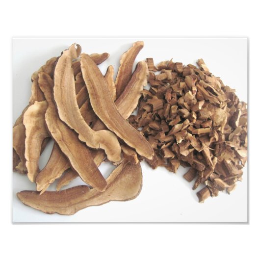 Reishi Mushroom Foto afdrukken (Voorkant)