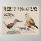 Reisposter: vogels op de Galapagos-eilanden Poster (Voorkant)