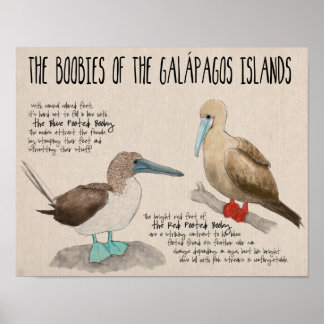 Reisposter: vogels op de Galapagos-eilanden Poster