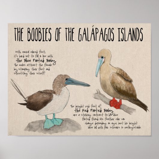 Reisposter: vogels op de Galapagos-eilanden Poster (Voorkant)