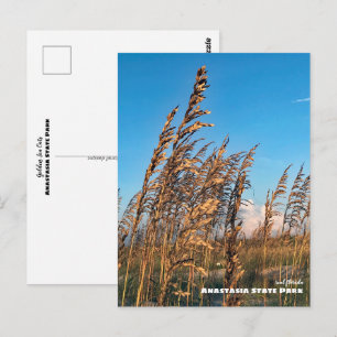 Reizen   Florida - Anastasia State Park Zeer Haver Briefkaart