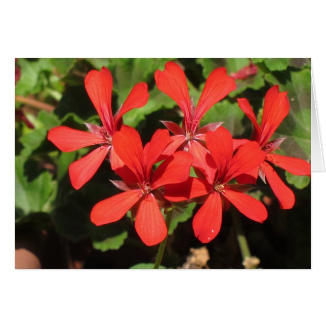 Reizen in Noord-Italië (Voorkant Horizontaal)