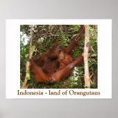Reizen van de Orangutans Poster (Voorkant)
