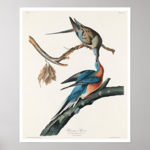 Reizigerduif van Audubon Poster