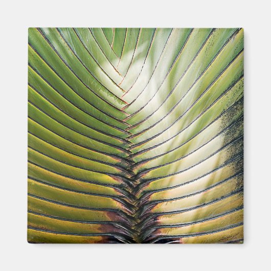 Reizigersboom - Guadeloupe Magneet (Voorkant)