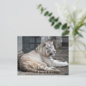 Relaxed Bengalen witte tijger fotografie Briefkaart (Staand voorkant)