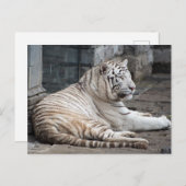 Relaxed Bengalen witte tijger fotografie Briefkaart (Voorkant / Achterkant)
