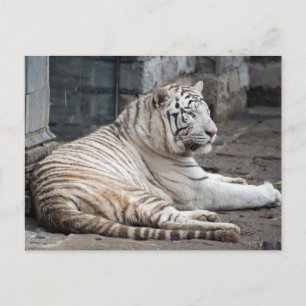Relaxed Bengalen witte tijger fotografie Briefkaart