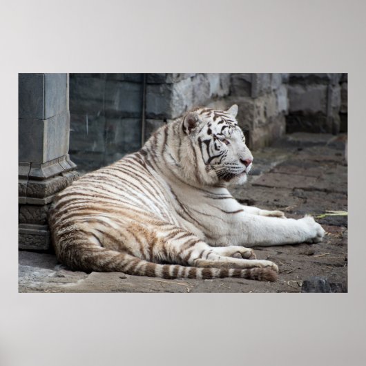 Relaxed Bengalen witte tijger fotografie Poster (Voorkant)