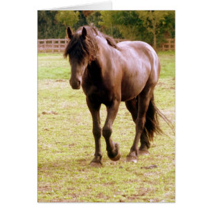 Relaxed Brown Horse Walking