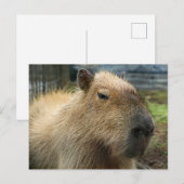 Relaxed Capybara Portret Briefkaart (Voorkant / Achterkant)