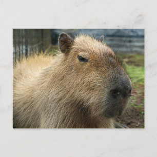 Relaxed Capybara Portret Briefkaart