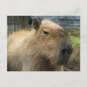 Relaxed Capybara Portret Briefkaart (Voorkant)