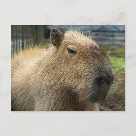 Relaxed Capybara Portret Briefkaart (Voorkant)