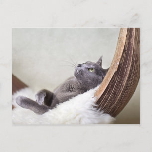Relaxed Cat Briefkaart