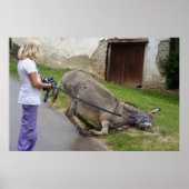 Relaxed Donkey Poster (Voorkant)