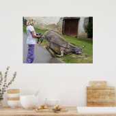 Relaxed Donkey Poster (Keuken)