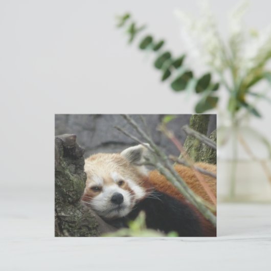 Relaxed Red Panda DIY Briefkaart (Staand voorkant)