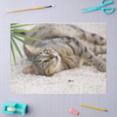 relaxerend kattenpapier tissuepapier (Craft)