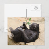Relaxerende chimpansee briefkaart (Voorkant / Achterkant)