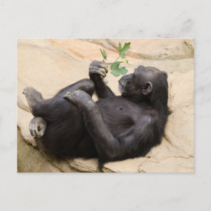 Relaxerende chimpansee briefkaart