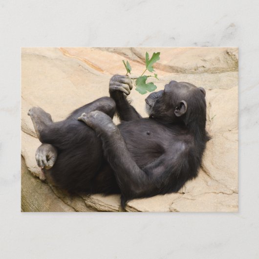 Relaxerende chimpansee briefkaart (Voorkant)