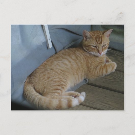 Relaxing Cat Briefkaart (Voorkant)